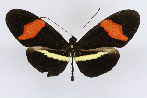  (Heliconius petiveranaDHJ01 - INB0003811795)  @14 [ ] CreativeCommons - Attribution Non-Commercial Share-Alike  National Biodiversity Institute of Costa Rica National Biodiversity Institute of Costa Rica