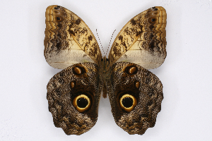  ( - INB0003842300)  @14 [ ] CreativeCommons - Attribution Non-Commercial Share-Alike (2012) National Biodiversity Institute of Costa Rica National Biodiversity Institute of Costa Rica