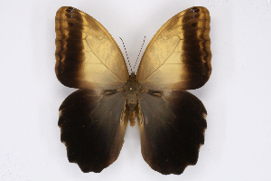  ( - INB0003842300)  @14 [ ] CreativeCommons - Attribution Non-Commercial Share-Alike (2012) National Biodiversity Institute of Costa Rica National Biodiversity Institute of Costa Rica