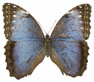  ( - INB0003844425)  @14 [ ] Copyright (2011) J. Montero Instituto Nacional de Biodiversidad