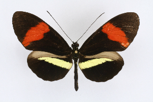  (Heliconius rosina - INB0003844427)  @15 [ ] CreativeCommons - Attribution Non-Commercial Share-Alike  National Biodiversity Institute of Costa Rica National Biodiversity Institute of Costa Rica