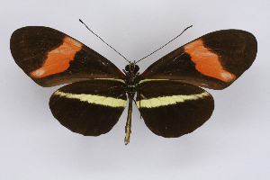  (Heliconius petiveranaICG02 - INB0003844456)  @12 [ ] CreativeCommons - Attribution Non-Commercial Share-Alike  National Biodiversity Institute of Costa Rica National Biodiversity Institute of Costa Rica