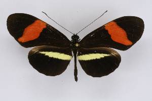 (Heliconius petiveranaICG02 - INB0003844456)  @12 [ ] CreativeCommons - Attribution Non-Commercial Share-Alike  National Biodiversity Institute of Costa Rica National Biodiversity Institute of Costa Rica