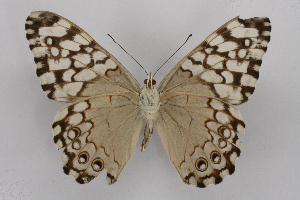  ( - INB0003854356)  @14 [ ] CreativeCommons - Attribution Non-Commercial Share-Alike (2012) National Biodiversity Institute of Costa Rica National Biodiversity Institute of Costa Rica