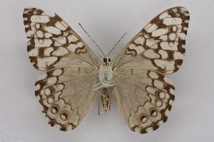  ( - INB0003930245)  @14 [ ] CreativeCommons - Attribution Non-Commercial Share-Alike (2012) National Biodiversity Institute of Costa Rica National Biodiversity Institute of Costa Rica