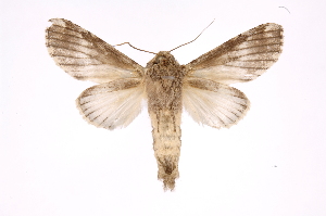  ( - INB0004073183)  @14 [ ] Copyright (2012) I. Chacon Instituto Nacional de Biodiversidad