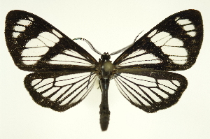  (Phanoptis cyanomelas - INB0004073203)  @15 [ ] Copyright (2012) Juan Mata Lorenzen Unspecified
