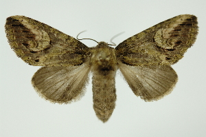  ( - INB0004104061)  @13 [ ] Copyright (2012) Juan Mata Lorenzen Unspecified