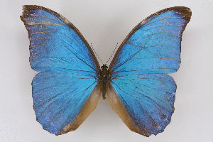  (Morpho amathonteICG01 - INB0004111432)  @14 [ ] CreativeCommons - Attribution Non-Commercial Share-Alike (2012) National Biodiversity Institute of Costa Rica National Biodiversity Institute of Costa Rica