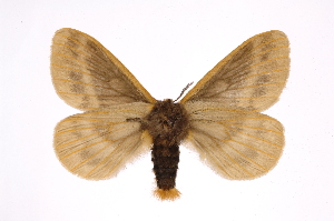  (Pseudodirphia lacsaICHG02 - INB0004153992)  @15 [ ] Copyright (2012) I. Chacon Instituto Nacional de Biodiversidad