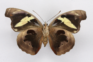  ( - INB0004154544)  @14 [ ] CreativeCommons - Attribution Non-Commercial Share-Alike (2012) National Biodiversity Institute of Costa Rica National Biodiversity Institute of Costa Rica