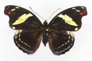  ( - INB0004154544)  @14 [ ] CreativeCommons - Attribution Non-Commercial Share-Alike (2012) National Biodiversity Institute of Costa Rica National Biodiversity Institute of Costa Rica