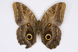  ( - INB0004183518)  @14 [ ] CreativeCommons - Attribution Non-Commercial Share-Alike (2012) National Biodiversity Institute of Costa Rica National Biodiversity Institute of Costa Rica