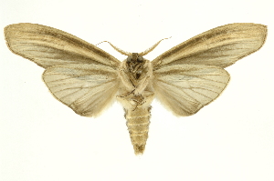  ( - INB0004186270)  @14 [ ] Copyright (2012) Juan Mata Lorenzen INBio