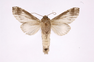  ( - INB0004205579)  @14 [ ] Copyright (2012) I. Chacon Instituto Nacional de Biodiversidad