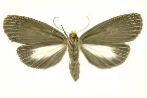  ( - INB0004205772)  @13 [ ] Copyright (2012) Juan Mata Lorenzen Unspecified