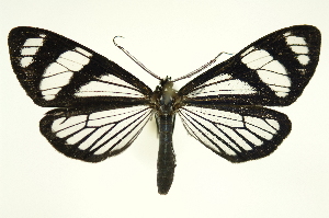  (Phanoptis cyanomelas - INB0004205944)  @15 [ ] Copyright (2012) Juan Mata Lorenzen Unspecified