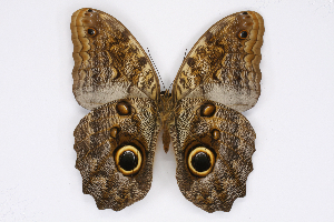  ( - INB0004212722)  @14 [ ] CreativeCommons - Attribution Non-Commercial Share-Alike (2012) National Biodiversity Institute of Costa Rica National Biodiversity Institute of Costa Rica