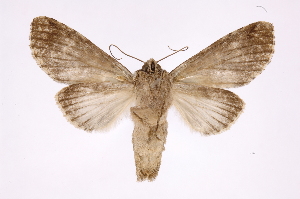  ( - INB0004213153)  @14 [ ] Copyright (2012) I. Chacon Instituto Nacional de Biodiversidad