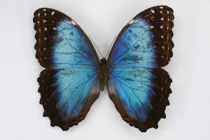  (Morpho polybaptus - INB0004221752)  @15 [ ] CreativeCommons - Attribution Non-Commercial Share-Alike (2012) National Biodiversity Institute of Costa Rica National Biodiversity Institute of Costa Rica