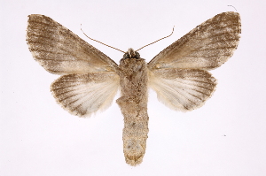  ( - INB0004222890)  @14 [ ] Copyright (2012) I. Chacon Instituto Nacional de Biodiversidad