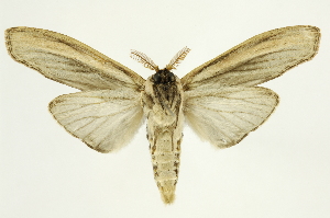  ( - INB0004225008)  @14 [ ] Copyright (2012) Juan Mata Lorenzen INBio