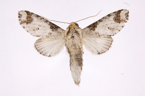  ( - INB0004228124)  @14 [ ] Copyright (2012) I. Chacon Instituto Nacional de Biodiversidad