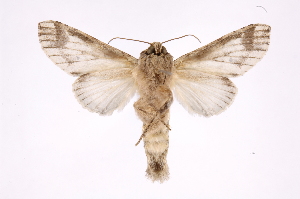  ( - INB0004243148)  @14 [ ] Copyright (2012) I. Chacon Instituto Nacional de Biodiversidad