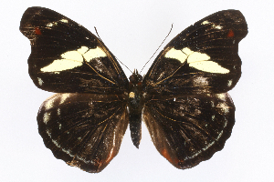  ( - INB0004265497)  @14 [ ] CreativeCommons - Attribution Non-Commercial Share-Alike  National Biodiversity Institute of Costa Rica National Biodiversity Institute of Costa Rica