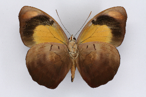  ( - INB0004269181)  @14 [ ] CreativeCommons - Attribution Non-Commercial Share-Alike  National Biodiversity Institute of Costa Rica National Biodiversity Institute of Costa Rica