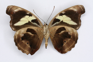  ( - INB0004269371)  @14 [ ] CreativeCommons - Attribution Non-Commercial Share-Alike  National Biodiversity Institute of Costa Rica National Biodiversity Institute of Costa Rica