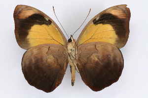  ( - INB0004269377)  @14 [ ] CreativeCommons - Attribution Non-Commercial Share-Alike  National Biodiversity Institute of Costa Rica National Biodiversity Institute of Costa Rica