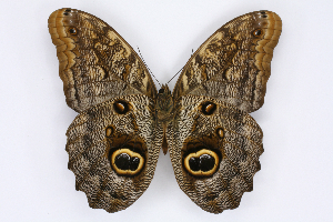  ( - INB0004269604)  @14 [ ] CreativeCommons - Attribution Non-Commercial Share-Alike  National Biodiversity Institute of Costa Rica National Biodiversity Institute of Costa Rica