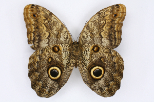  ( - INB0004269608)  @14 [ ] CreativeCommons - Attribution Non-Commercial Share-Alike  National Biodiversity Institute of Costa Rica National Biodiversity Institute of Costa Rica