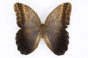  ( - INB0004269608)  @14 [ ] CreativeCommons - Attribution Non-Commercial Share-Alike  National Biodiversity Institute of Costa Rica National Biodiversity Institute of Costa Rica