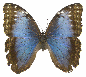  ( - INB0004270062)  @14 [ ] Copyright (2011) J. Montero Instituto Nacional de Biodiversidad