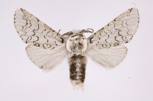  ( - INB0004272353)  @14 [ ] Copyright (2012) I. Chacon Instituto Nacional de Biodiversidad