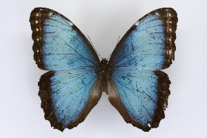  ( - INB0004278220)  @14 [ ] CreativeCommons - Attribution Non-Commercial Share-Alike  National Biodiversity Institute of Costa Rica National Biodiversity Institute of Costa Rica