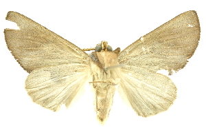  ( - INBIOCRI000165306)  @14 [ ] Copyright (2012) Juan Mata Lorenzen Unspecified