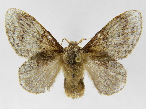  ( - INBIOCRI000178252)  @11 [ ] Copyright (2012) J. Montero Instituto Nacional de Biodiversidad