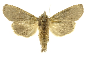  ( - INBIOCRI000343538)  @14 [ ] Copyright (2012) Juan Mata Lorenzen INBio