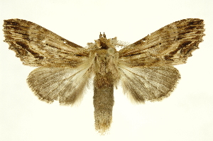 (Dasylophia xylinata - INBIOCRI000617572)  @11 [ ] Copyright (2012) Juan Mata Lorenzen INBio