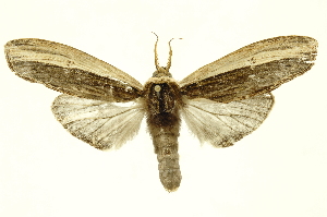  ( - INBIOCRI000755271)  @14 [ ] Copyright (2012) Juan Mata Lorenzen INBio