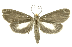  ( - INBIOCRI000843600)  @11 [ ] Copyright (2012) Juan Mata Lorenzen INBio