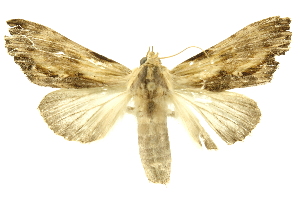  ( - INBIOCRI000849892)  @12 [ ] Copyright (2012) Juan Mata Lorenzen INBio