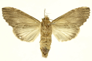  ( - INBIOCRI000963833)  @12 [ ] Copyright (2012) Juan Mata Lorenzen INBio