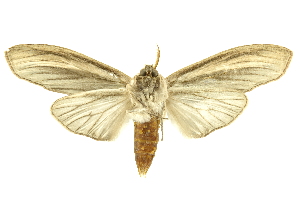  ( - INBIOCRI000981805)  @14 [ ] Copyright (2012) Juan Mata Lorenzen INBio