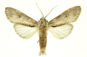  ( - INBIOCRI001073625)  @11 [ ] Copyright (2012) Juan Mata Lorenzen INBio