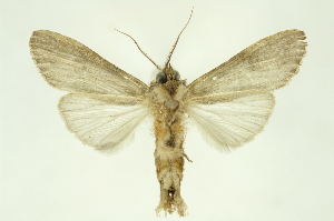  ( - INBIOCRI001073625)  @11 [ ] Copyright (2012) Juan Mata Lorenzen INBio