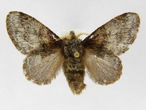 (Euglyphis consolabilis colombiensis - INBIOCRI001615503)  @15 [ ] Copyright (2012) J. Montero Instituto Nacional de Biodiversidad